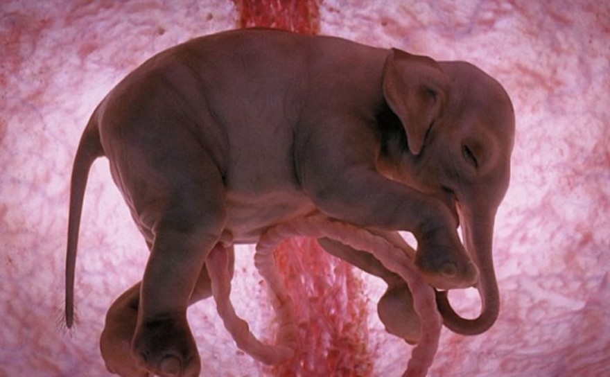 これはスゴい！子宮の中にいる動物達が神秘的でカワイイ画像１１点